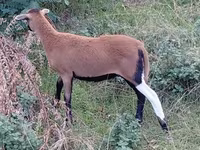 Sheep, Cameroon sheep — photo 4