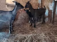 母山羊, Alpine goat — 照片 2