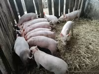 Świnie (partia, płeć nieokreślona) — zdjęcie 2