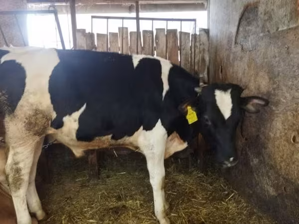 Bulle, Holstein-Rasse