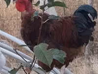 Chickens — फ़ोटो 4