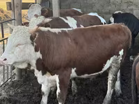Bull, Simmental cattle — photo 1