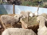 Schaf, Schafe — Foto 4