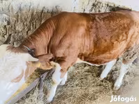 Krowa, Simmental cattle — zdjęcie 1