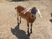 公山羊, Goats — 照片 3