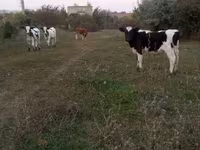 Touro, Russian Black pied cattle — foto 2