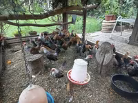 Gollandiya bantam — 4-rasm