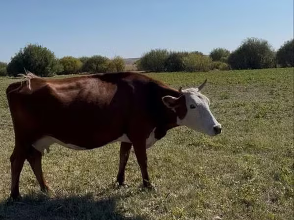 Krowa, Latvian Blue cattle