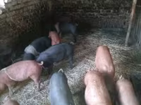 Cerdos (lote, sexo no especificado), Cerdos — foto 2