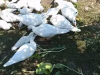Ducks — fotografija 3