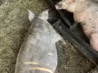 Porca, Porcos — foto 1