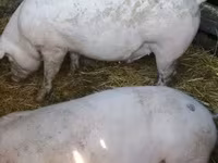 मादा सूअर, Крупная белая — फ़ोटो 1