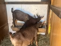 Ziegenbock, Ziegen — Foto 2