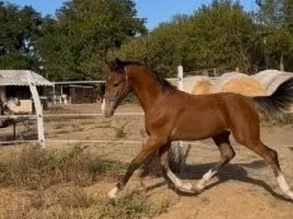 Aygʻir, Dutch warmblood horse
