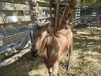 Echki, Nubian Goat — 1-rasm