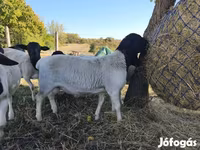 Widder, Dorper sheep — Foto 6
