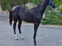 Pastuv, Akhal-Teke — fotografija 7