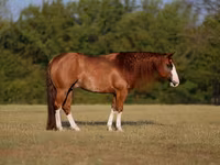 Koń, Quarter Horse — zdjęcie 1