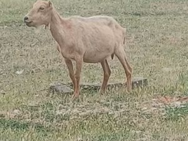 Kozioł, Alpine goat