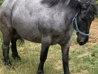 Kobila, Hungarian horse breed — fotografija 1