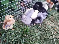 Brahma — foto 4
