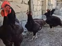 Chickens — fotografija 1
