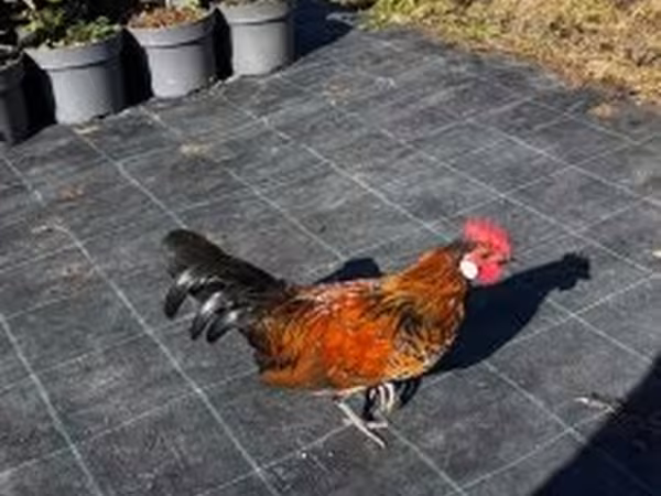 Japanisches Bantam