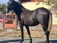 Hengst, Lipizzaner — Foto 3