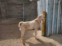 Koza, Kamori goats — fotografija 3