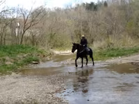 Kobila, Percheron — fotografija 5