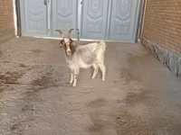 Коза, Alpine goat — фото 3
