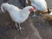 Australorp — fotografija 4