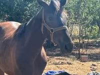 Kobila, Nonius horse — fotografija 5