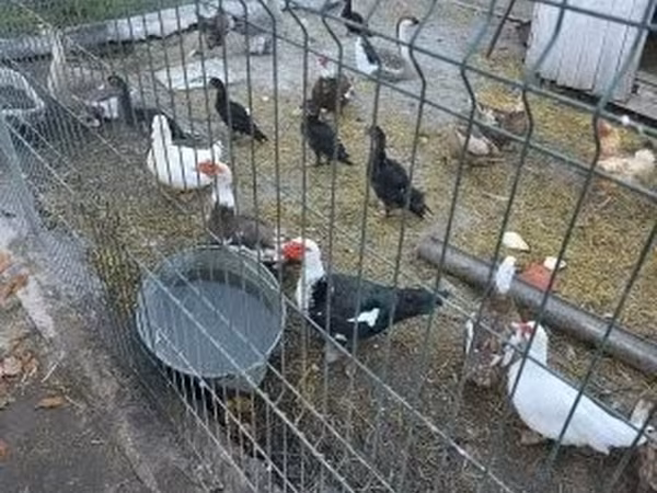 Ducks