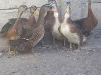 Ducks — zdjęcie 1