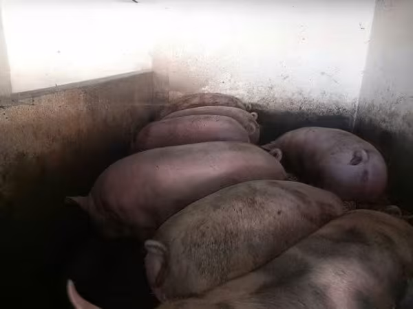Porcs (lot, sexe non indiqué), Porcs