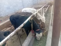 Bull, Cattle — photo 6