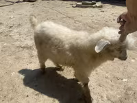 Ziege, Angora goats — Foto 2