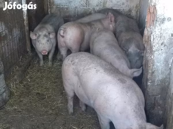 Krmača, Свиње