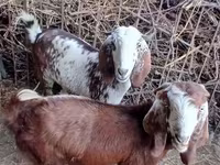 Goat, Beetal goats — photo 2