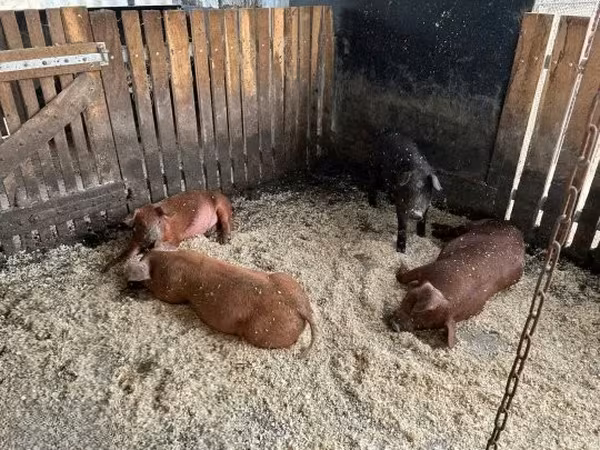 Knur, 