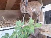 Ziege, Dutch Landrace goats — Foto 2