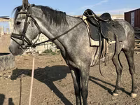 Айғыр, Orlov Trotter — 1-сурет