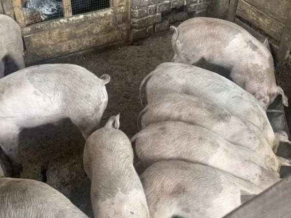 Свині (партія, стать не вказано), Свині — Угорщина