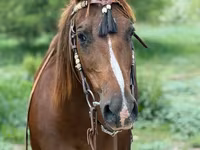 Kobila, Quarter Horse — fotografija 8