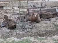 Bronze — Foto 3