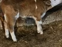 公牛, Simmental cattle — 照片 1
