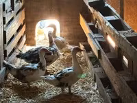 Ducks — foto 1