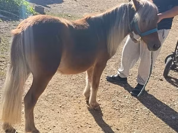 At, Shetland Pony
