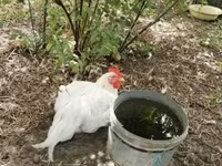 Chickens — zdjęcie 2